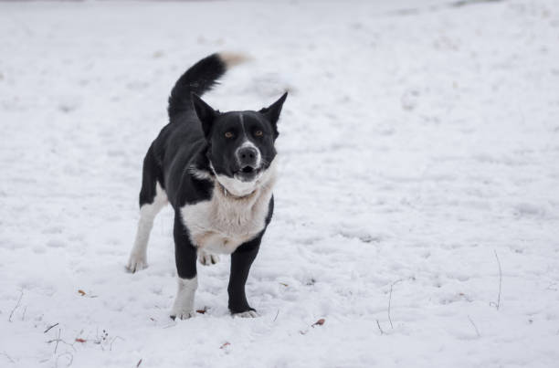 Black, stocky, mixed breed dog barking on a winter street ready to defend its territory