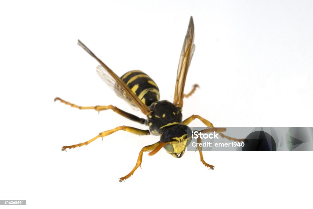 wasp; Vespula; germanica; Wasp Common Wasp Stock Photo