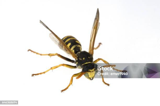 Wasp Vespula Germanica Wasp Stock Photo - Download Image Now - Common Wasp, Convenience, Cut Out