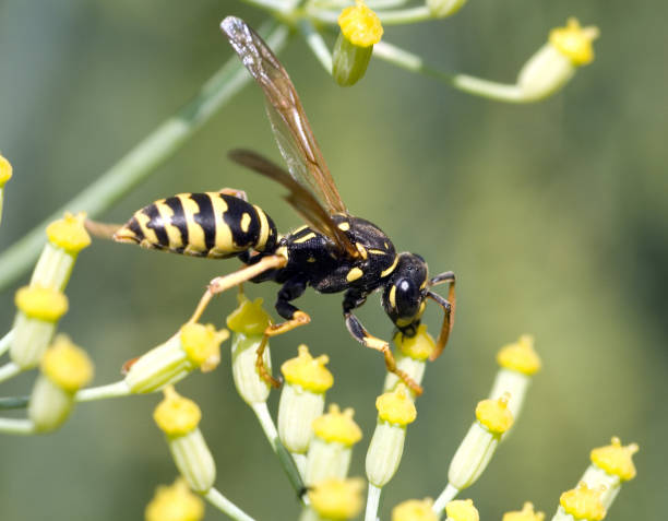 istock wasp; Vespula; germanica; Wasp 646368786