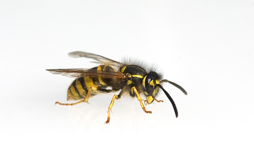 wasp; Vespula; germanica; Wasp