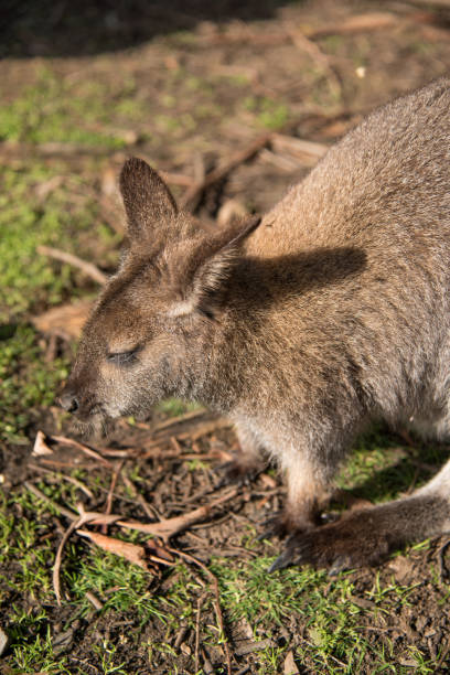 wallaby, animal de la fauna en australia - agile wallaby fotografías e imágenes de stock