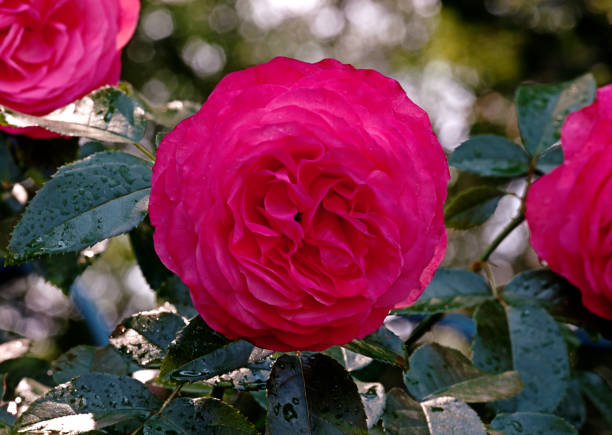 Red rose flower - fotografia de stock