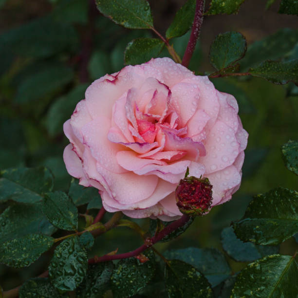 Fleur de rose rouge - Photo