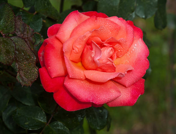 Fleur de rose rouge - Photo