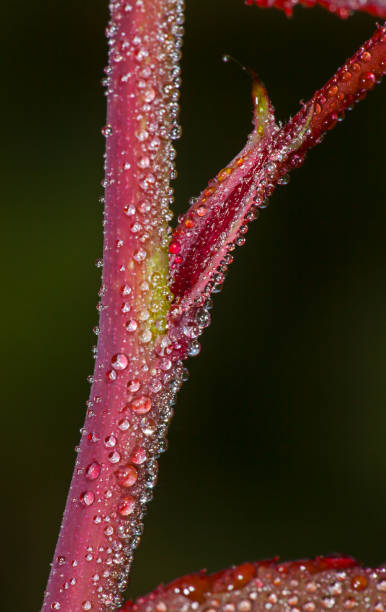 Water drops on Rose - fotografia de stock