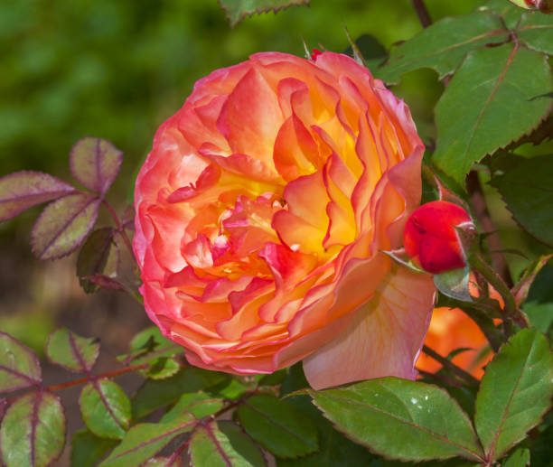 Red rose flower - fotografia de stock