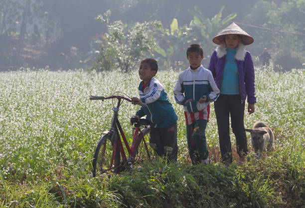 Vietnamese children going to school by bicycle on a small grass country path among a field of cabbage flower in Moc Chau highland, northwest of Vietnam.