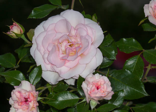 Fleur de rose blanche - Photo