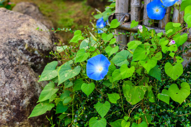 istock Sky blue, morning glory, Heavenly Blue 646373984