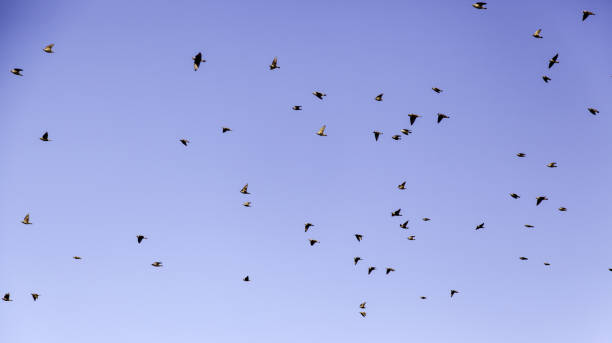 istock Flying birds migrating in the sky, animals and nature 646374674