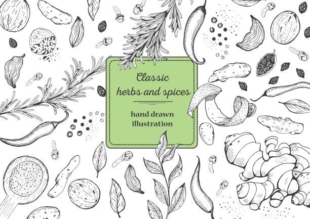 Spice and herbs top view frame. Spice and herbs top view frame. Vintage hand drawn sketch vector illustration. White background. Vector Design template. ingredient illustrations stock illustrations