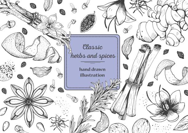 illustrations, cliparts, dessins animés et icônes de épices et herbes en haut cadre de vue. - anise seed fennel backgrounds