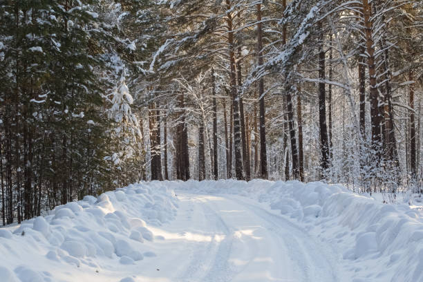 istock Winter road in the forest. Somewhere in Siberia. 646381004