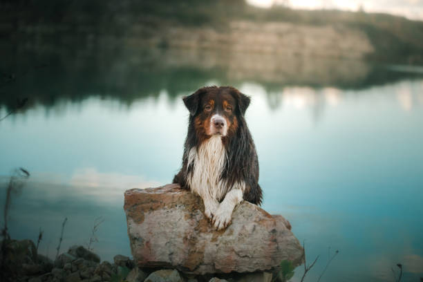 Dog Australian shepherd sits on the shore of the forest lake