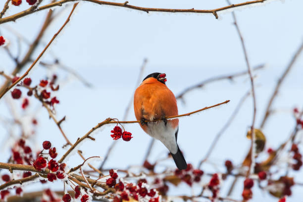 istock Red bullfinch. Bird on the tree. 646382490