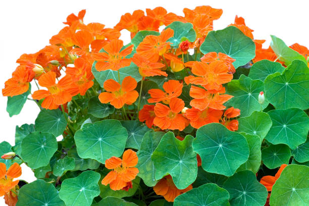 istock Nasturtium; Tropaeolum majus 646382600