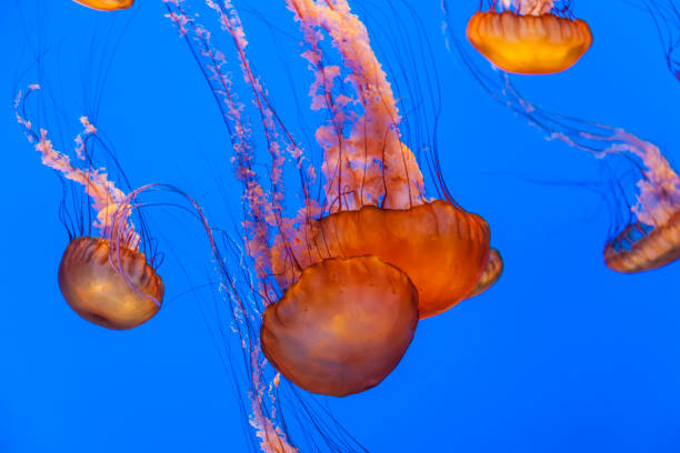istock jelly fish in the blue sea 646382656