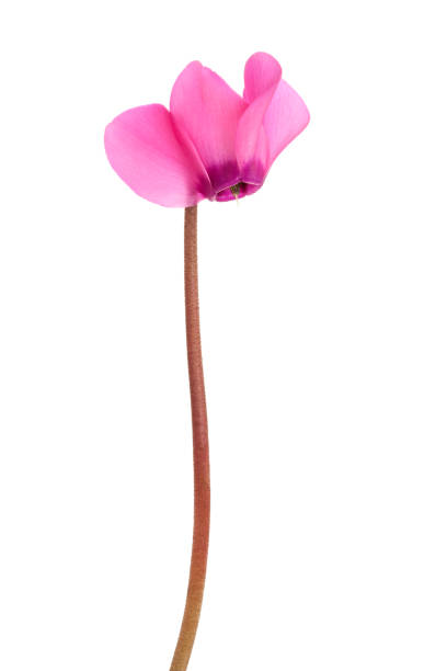 Deep Red Cyclamen flowers indoors