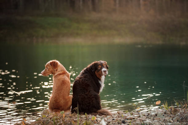 istock Two dogs outdoors 646387536