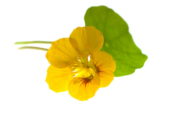 istock Nasturtium; Tropaeolum majus 646388076