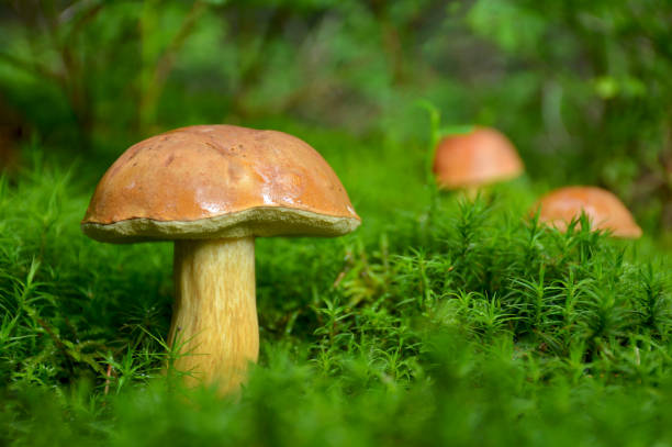 istock Forest mushrooms in the bright green moss 646390848