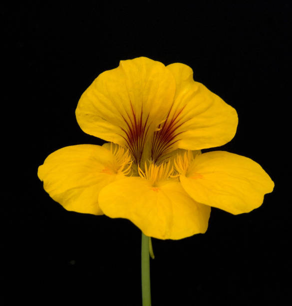 istock Nasturtium; Tropaeolum majus 646391484