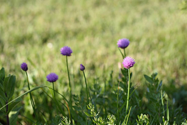 flores de cebolinho (allium schoenoprasum) - chive allium flower cultivated herb - fotografias e filmes do acervo