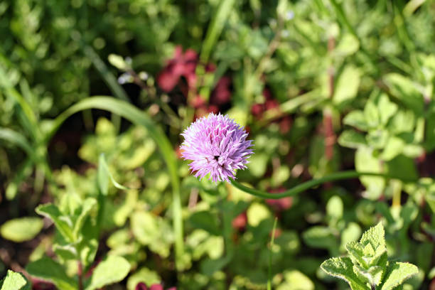 flores de cebolinho (allium schoenoprasum) - chive allium flower cultivated herb - fotografias e filmes do acervo
