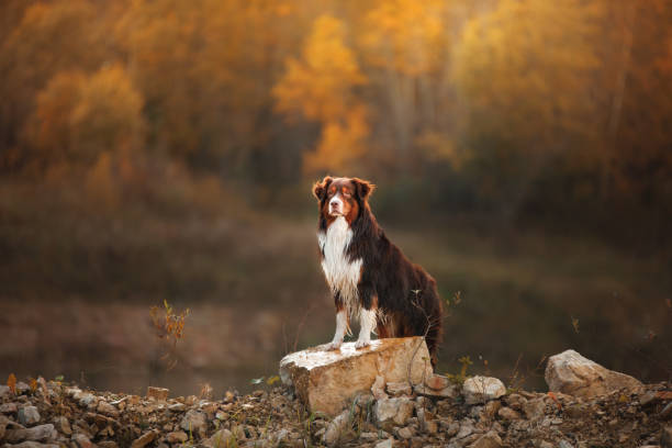 Dog Australian Shepherd stands on the shore of the forest lake