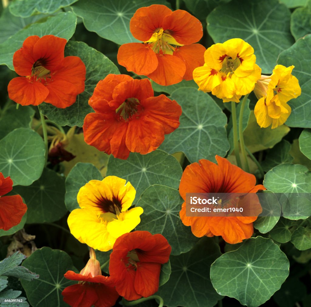 Nasturtium; Tropaeolum majus Nasturtium Stock Photo