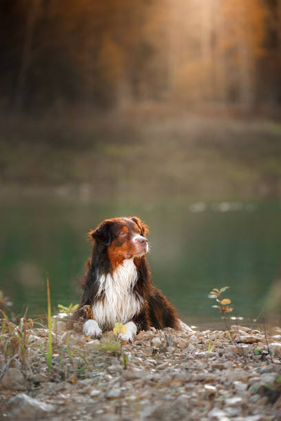 istock Dog Australian Shepherd dog on the nature 646392196