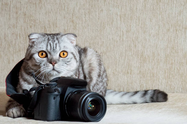 chat tigré gris pose pour la caméra - corps dun animal photos et images de collection