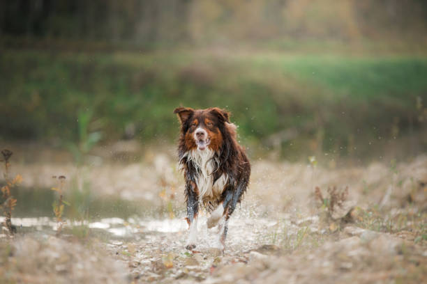 istock Dog Australian Shepherd dog on the nature 646393054