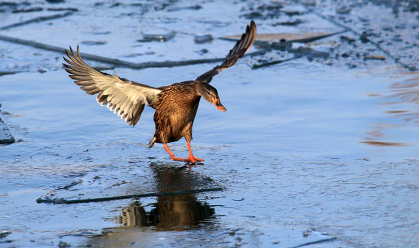 Duck on Ice The female wild duck,mallard duck (Anas platyrhynchos) landing on the ice of a frozen river Danube,in Belgrade,Zemun,Serbia. danube river stock pictures, royalty-free photos & images