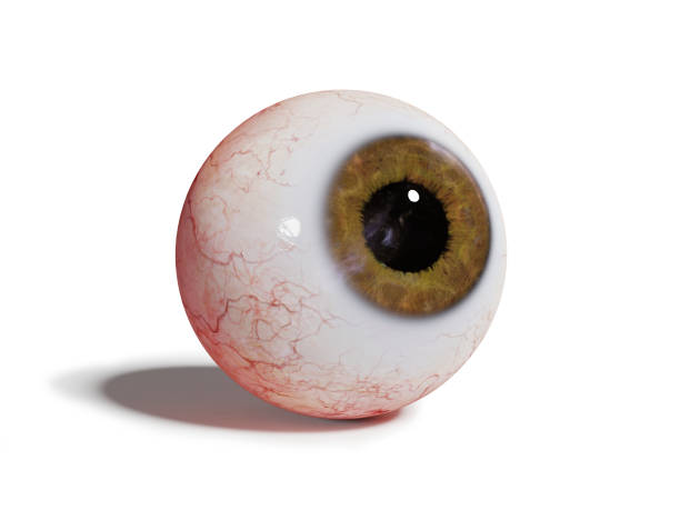 istock realistic human eye ball with brown iris isolated on white background 646393868