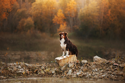 Dog Australian Shepherd stands on the shore of the forest lake