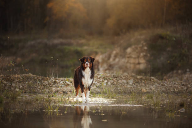 istock Dog Australian Shepherd dog on the nature 646396948