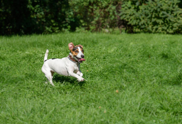 istock Dog with cute and funny face expression at green grass lawn 646398632