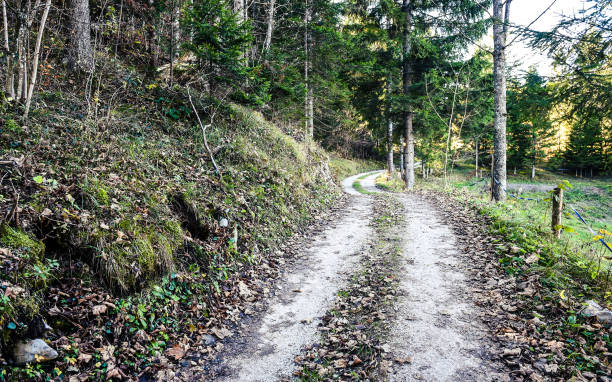 istock Forest road or path in woods in Slovenia. 646399240