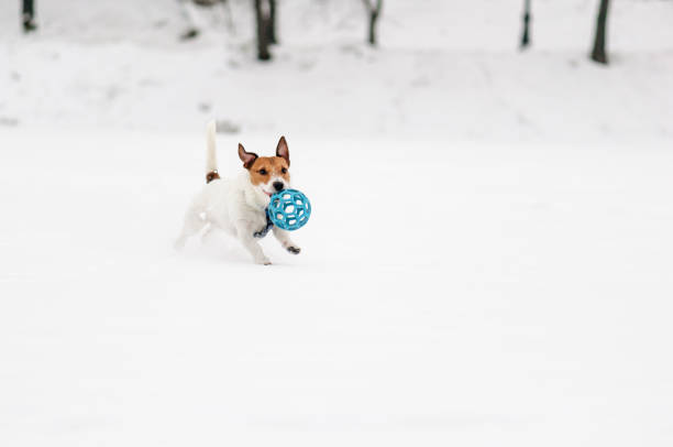 biały pies bawi się niebieską kulą z śnigodką na lodowym stawie - dog park retrieving humor zdjęcia i obrazy z banku zdjęć