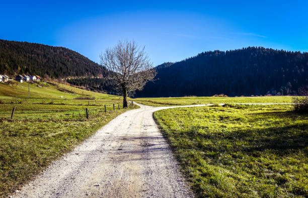 istock Country road and fields with crossroad and a tree. 646400616