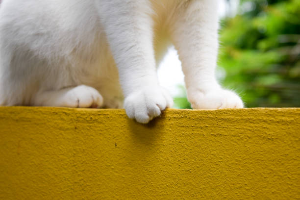 feet of white cat on yellow wall
