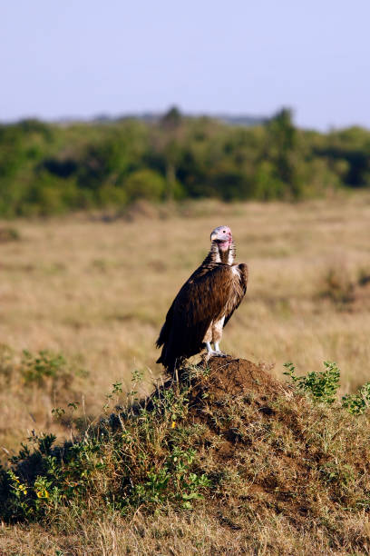 vulture sitting on a hill in the African savannah, Kenya