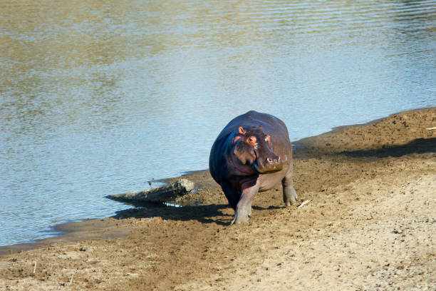 hippo walking along the river bank, Kenya, Masai Mara