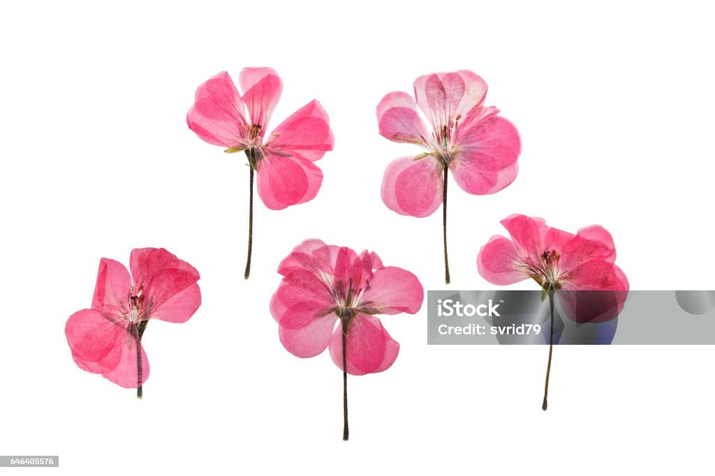 Pressed And Dried Pink Flowers Geranium Isolated Stock Photo - Download  Image Now - Flat - Physical Description, Flower, Dried Plant - iStock