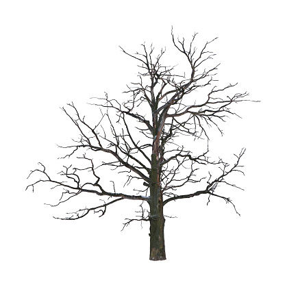 Dead tree in winter isolated on white background