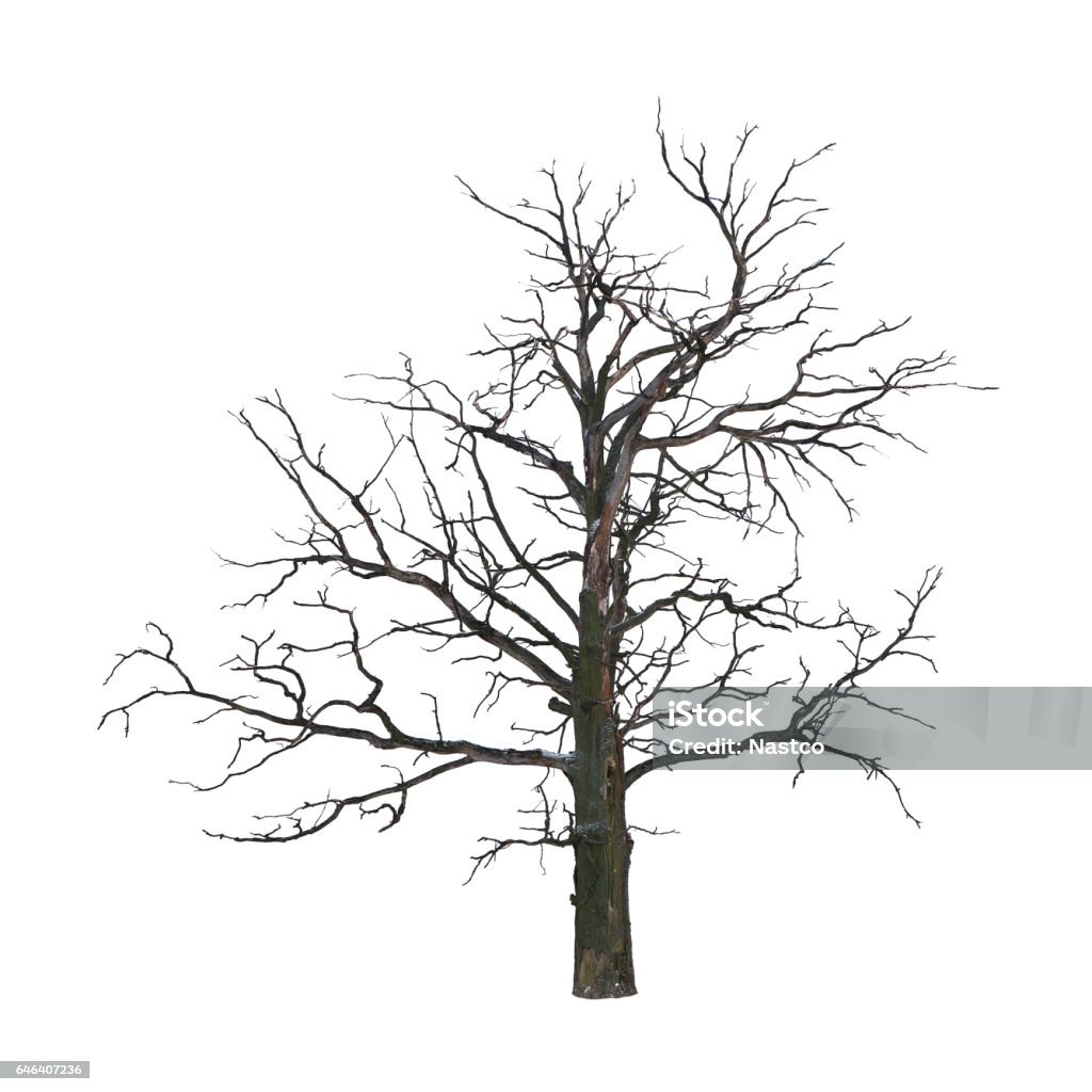 Dead tree Dead tree in winter isolated on white background Tree Stock Photo