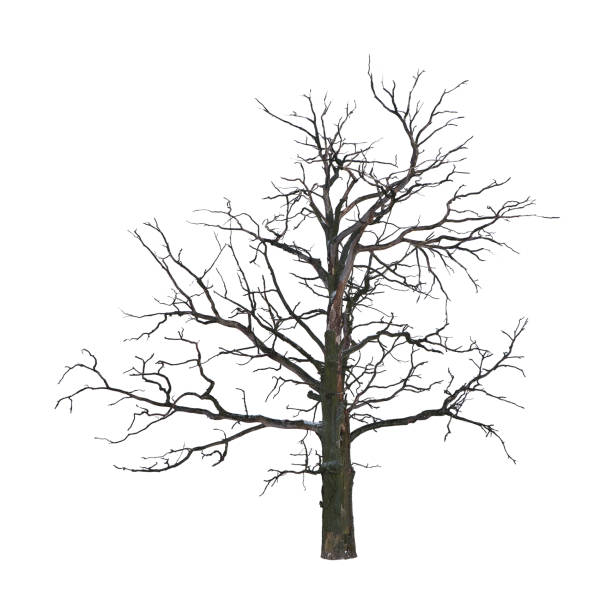 Dead tree Dead tree in winter isolated on white background bare tree stock pictures, royalty-free photos & images