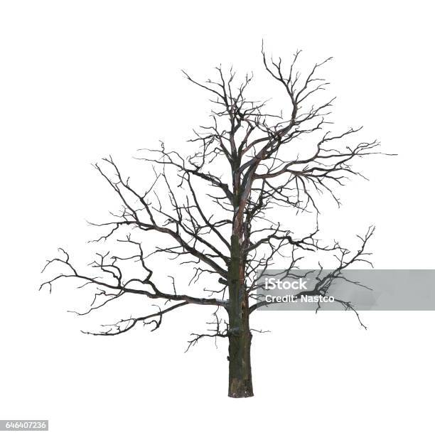 Dead Tree Stock Photo - Download Image Now - Tree, Spooky, Dry